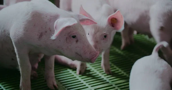 가축 농장의 돼지들. Pork Production, Livtants, Swine. — 스톡 사진