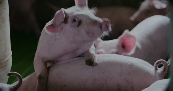 가축 농장의 돼지들. Pork Production, Livtants, Swine. — 스톡 사진