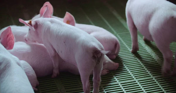 Çiftlikteki domuzlar. Domuz Üretimi, Hayvancılık, Domuz Yetiştirme. — Stok fotoğraf