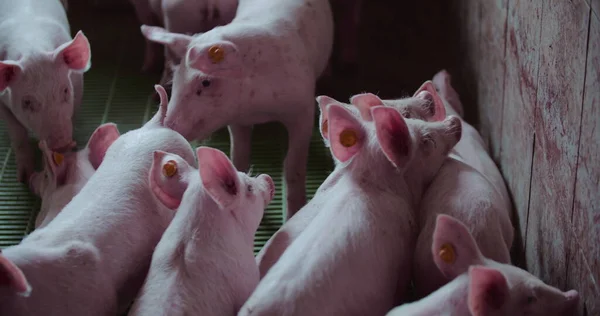 Świnie na farmie. Produkcja wieprzowiny, zwierzęta gospodarskie, świnie. — Zdjęcie stockowe
