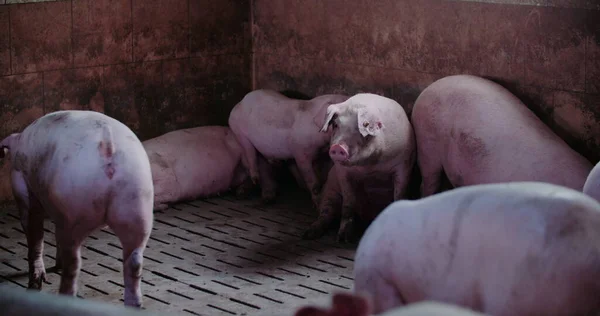 Cerdos en la granja de ganado. Producción porcina, Ganadería, Porcicultura. —  Fotos de Stock