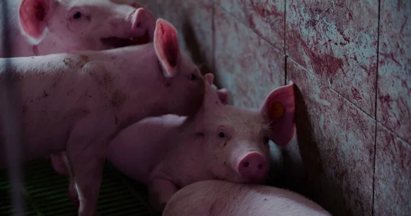 饲养场的猪。猪肉生产,家畜,猪. — 图库照片
