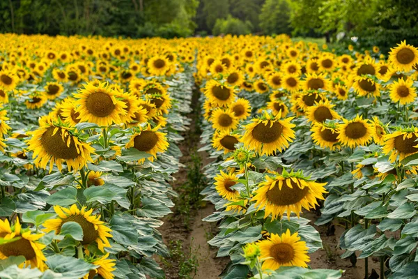 Slunečnice, slunečnicové pole v kvetoucím slunečnicovém poli — Stock fotografie