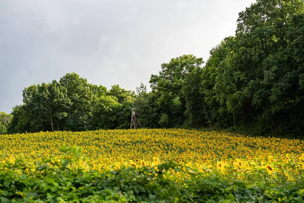 Plantation de tournesols - Champ de tournesol Agriculture — Photo