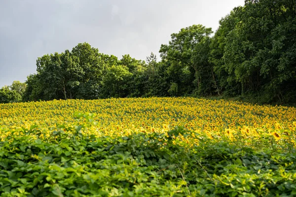Plantação de girassóis - Campo de girassol Agricultura — Fotografia de Stock