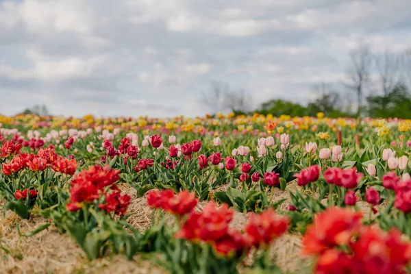 Krásné červené tulipány kvetoucí na poli zemědělství — Stock fotografie