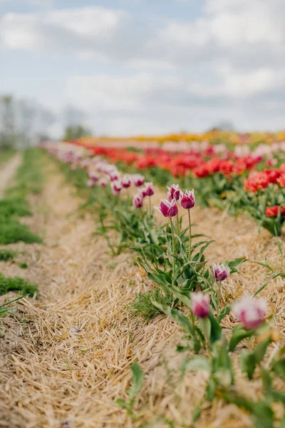 Les tulipes fraîches pourpres jaunes et rouges fleurissent sur le champ à la ferme de plantation de fleurs — Photo