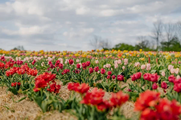 들의 농업에 꽃피는 아름다운 붉은 튤립 — 스톡 사진