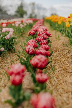 Güzel Kırmızı laleler Tarlada Çiçek açıyor