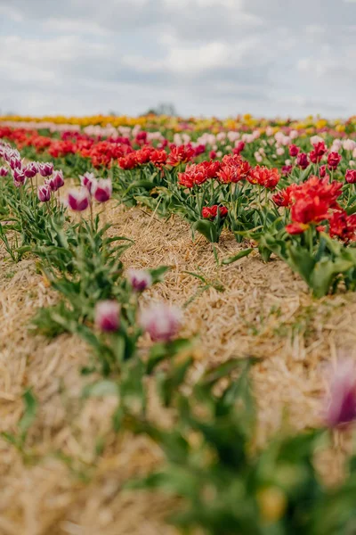 Amarelo roxo e vermelho tulipas frescas florescendo no campo na fazenda plantação de flores — Fotografia de Stock