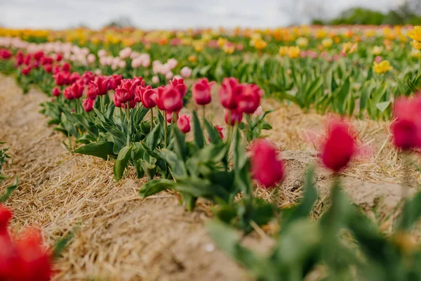 Krásné červené tulipány kvetoucí na poli zemědělství — Stock fotografie