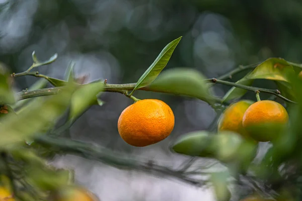 橘子成熟橘子果实在树上 图库图片