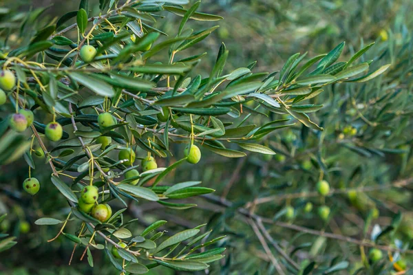 Anbau von grünen Oliven auf Olivenbäumen — Stockfoto