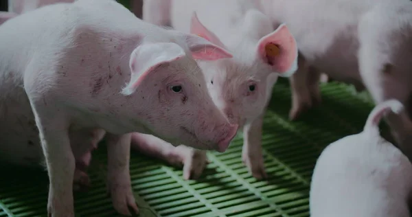 Porcos na quinta de gado. Produção de Porco, Pecuária, Suíno. — Fotografia de Stock