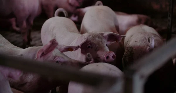 Prasata na farmě. Vepřová výroba, hospodářská zvířata, prasata. — Stock fotografie