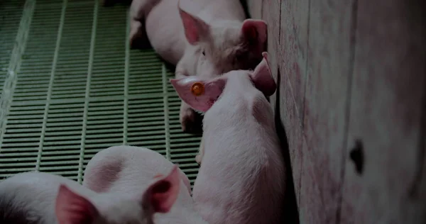 饲养场的猪。猪肉生产,家畜,猪. — 图库照片