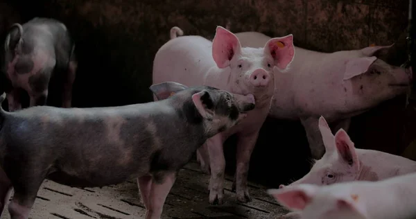 Prasata na farmě. Vepřová výroba, hospodářská zvířata, prasata. — Stock fotografie