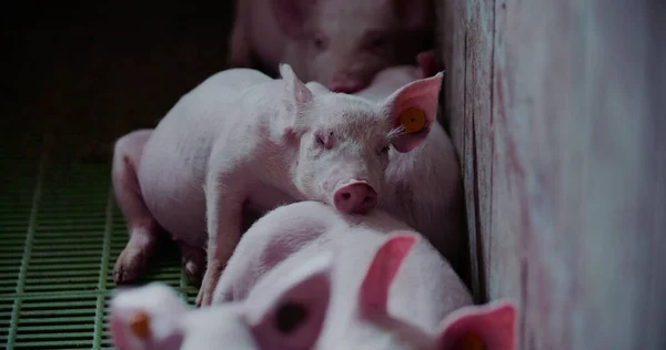 Porcos na quinta de gado. Produção de Porco, Pecuária, Suíno. — Fotografia de Stock