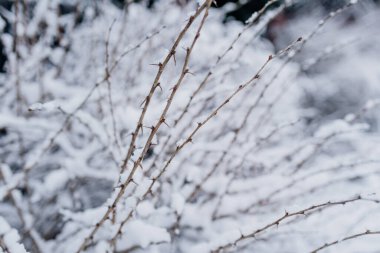 Kış manzarası. Kışın karla kaplı ağaç.