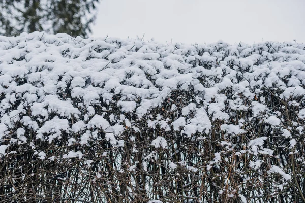 Close up of hedge covered with snow — Stock Photo, Image