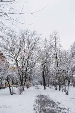 Kış manzarası. Kışın karla kaplı ağaç.