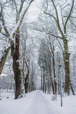 Kış manzarası. Kışın karla kaplı ağaç.
