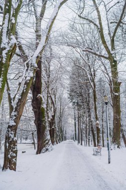 Kış manzarası. Kışın karla kaplı ağaç.