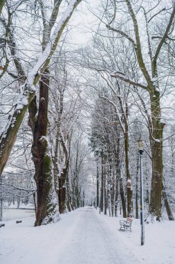 Kış manzarası. Kışın karla kaplı ağaç.