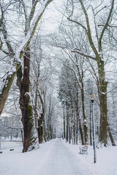 Kış manzarası. Kışın karla kaplı ağaç.