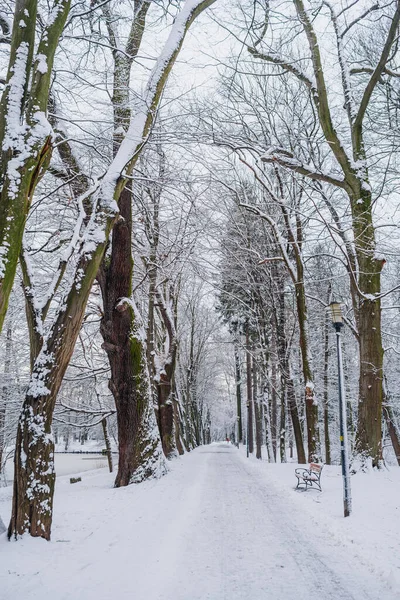 Kış manzarası. Kışın karla kaplı ağaç.