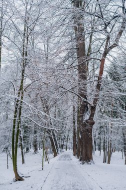 Kış manzarası. Kışın karla kaplı ağaç.