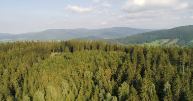 Orman ve Çayırların Güzel Manzarası