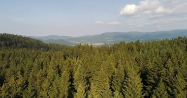 Orman ve Çayırların Güzel Manzarası