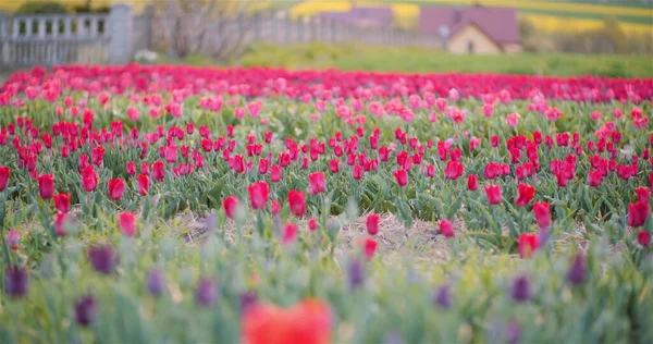 Kwitnące tulipany na plantacji kwiatów Farm — Zdjęcie stockowe