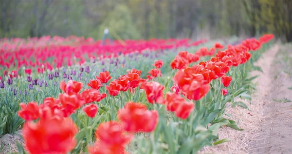 Kwitnące tulipany na polu rolnictwa — Zdjęcie stockowe