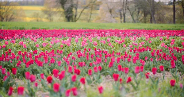 Widok czerwonych kwitnących tulipanów na pole uprawne w Holandii na farmie plantacji kwiatów — Zdjęcie stockowe