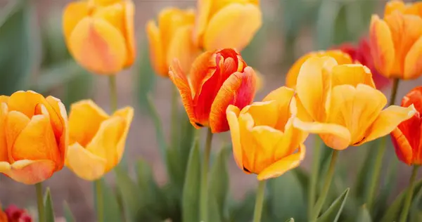 Zbliżenie żółtych tulipanów kwitnących na polu na farmie plantacji kwiatów w Holandii. — Zdjęcie stockowe