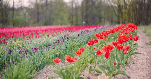 Kvetoucí tulipány na zemědělském poli — Stock fotografie