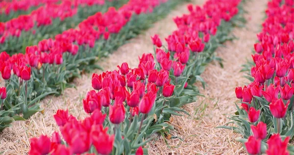 Veduta dei tulipani in fiore rosso sul campo agricolo nei Paesi Bassi presso Flower Plantation Farm — Foto Stock