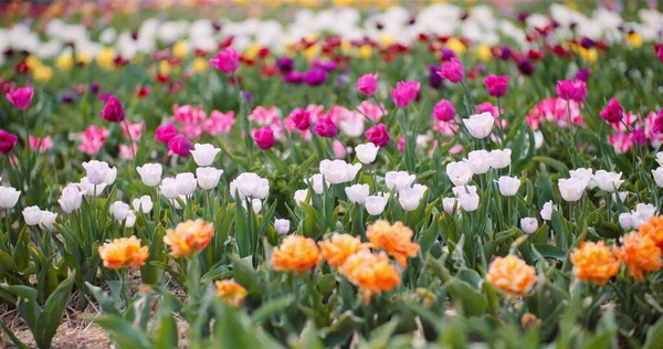 Tulipani in fiore su fiori piantagione fattoria — Foto Stock