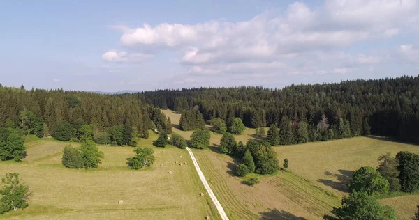 森と畑の美しい眺め空中 — ストック写真
