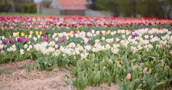 Розквіт тюльпанів на полі сільського господарства — стокове фото