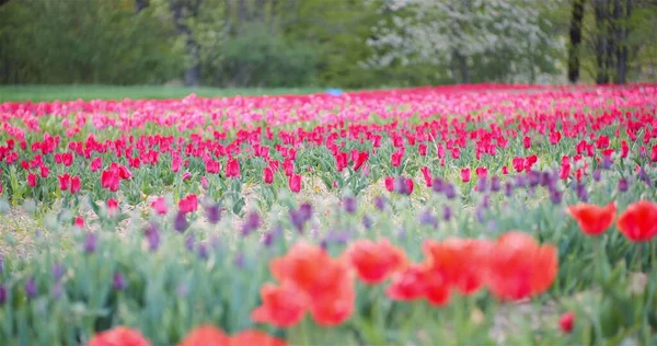 Bloeiende tulpen op landbouwgebied — Stockfoto