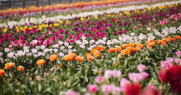 Blühende Tulpen auf Flowers Plantage Farm — Stockfoto