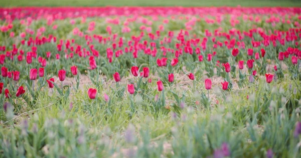 Kwitnące tulipany na polu rolnictwa — Zdjęcie stockowe