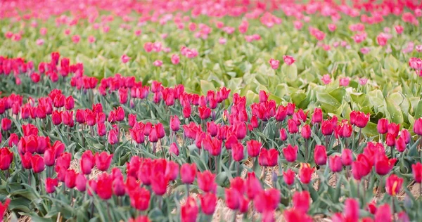Blick auf rote blühende Tulpen auf einem Feld in den Niederlanden auf der Farm für Blumenplantagen — Stockfoto