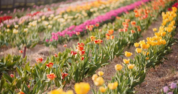 Kwitnące kolorowe tulipany na polu rolnym w Holandii na plantacji kwiatów Farm — Zdjęcie stockowe
