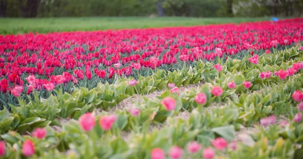 Kvetoucí tulipány na zemědělském poli — Stock fotografie