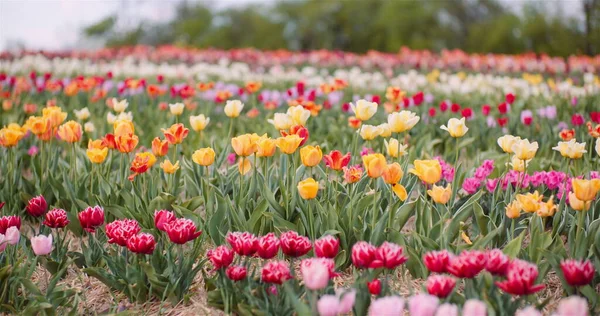 Kvetoucí tulipány na zemědělském poli — Stock fotografie