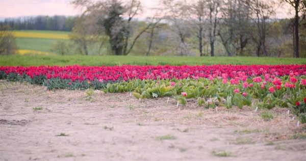 Panning szeroki strzał różowych kwitnących tulipanów na polu rolnictwa — Zdjęcie stockowe